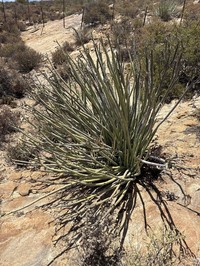 Euphorbia dregeana