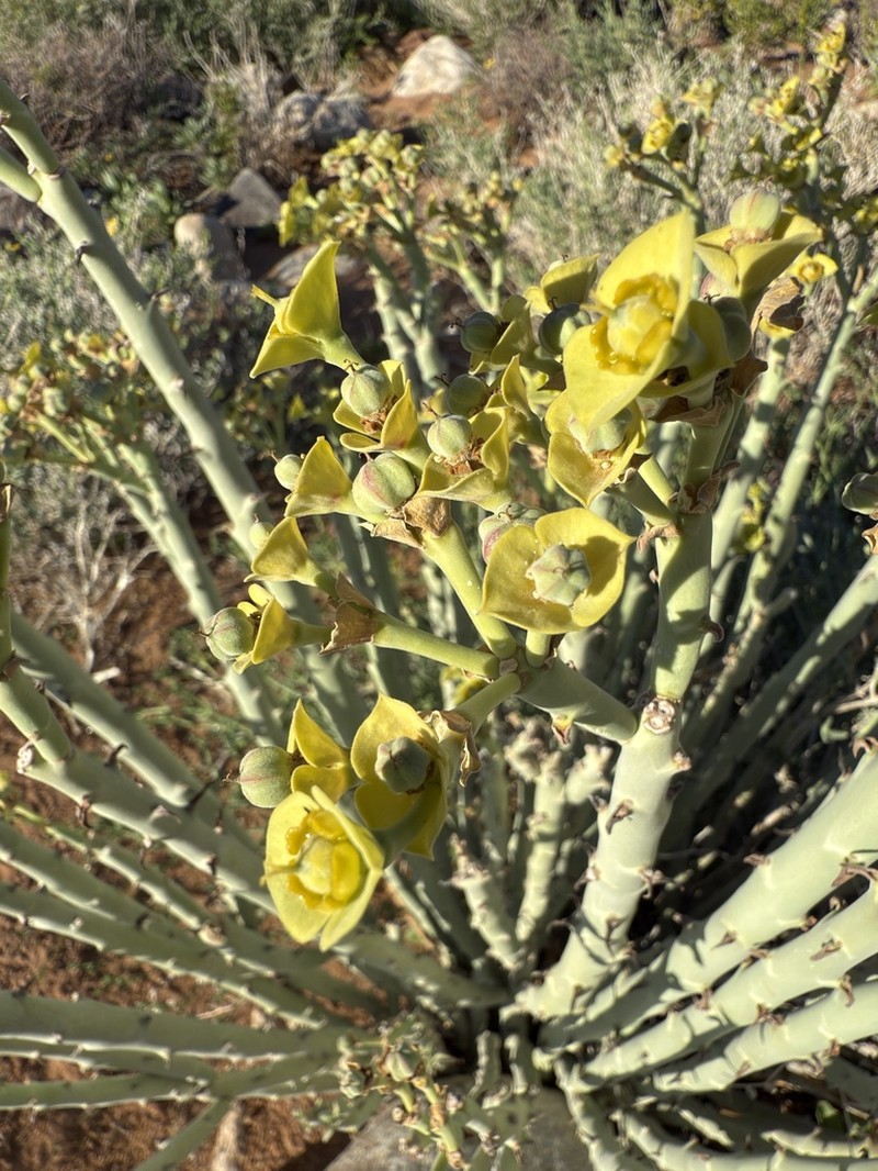 Euphorbia dregeana photo 2