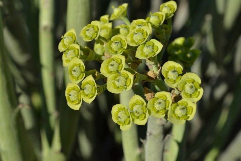 Euphorbia dregeana photo 4