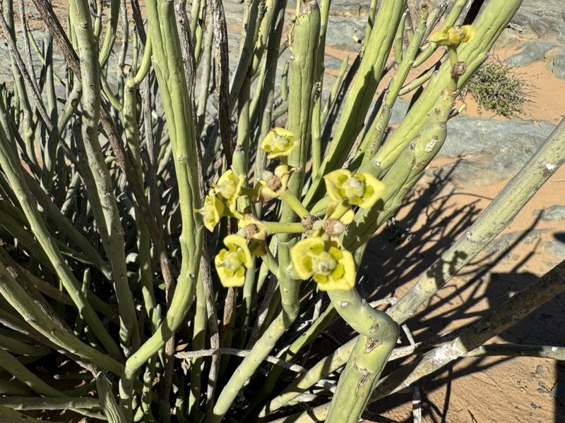 Euphorbia dregeana photo 5