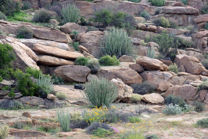 Euphorbia dregeana photo 6