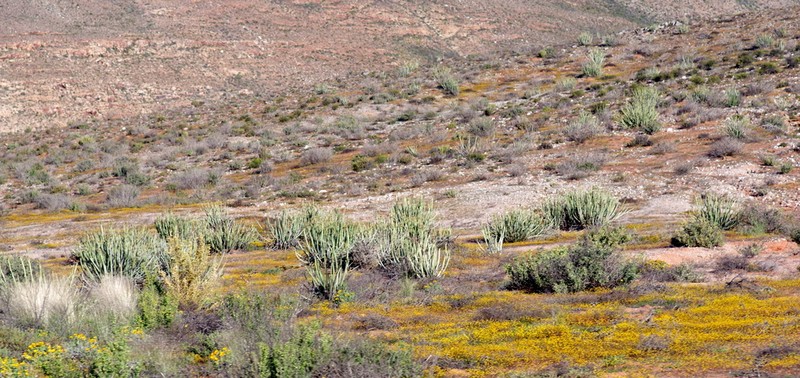 Euphorbia dregeana photo 7