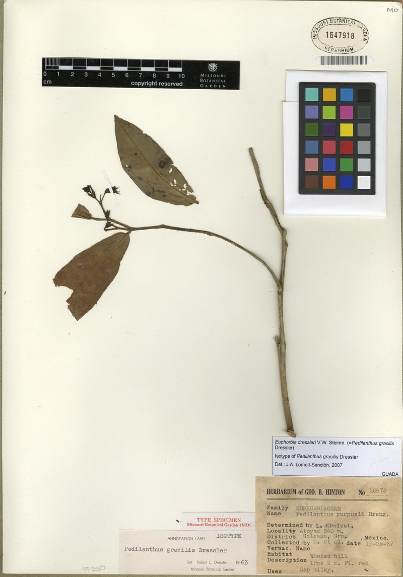 Euphorbia dressleri