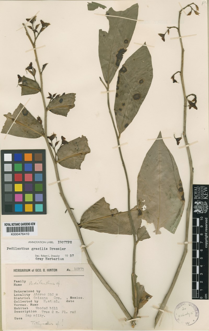 Euphorbia dressleri photo 2
