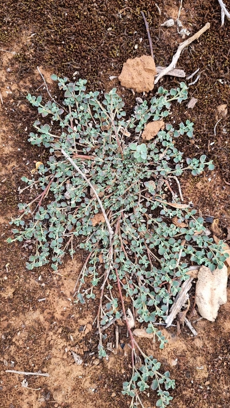 Euphorbia drummondii