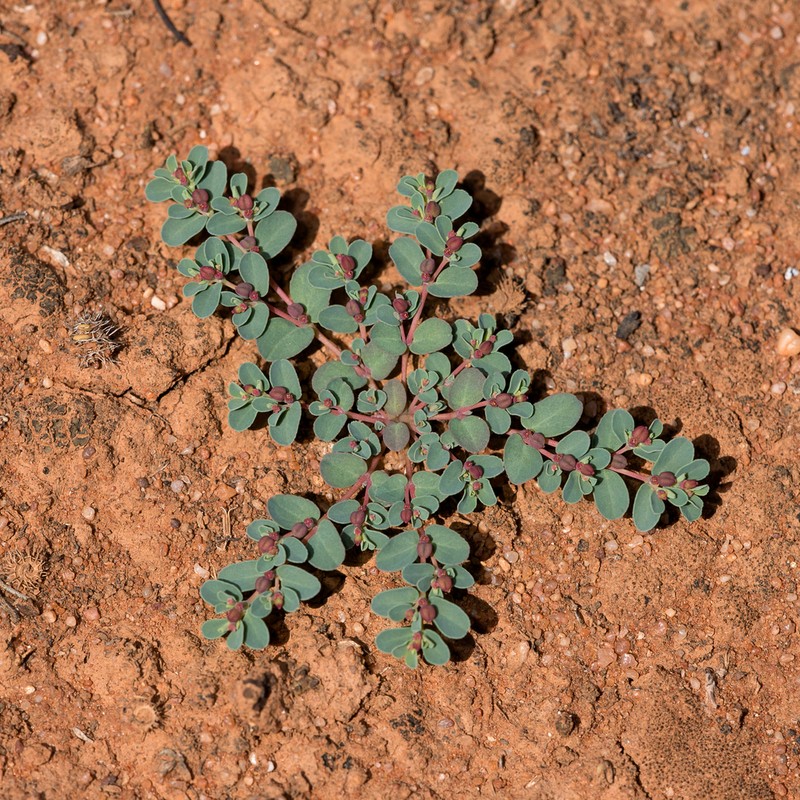 Euphorbia drummondii photo 2