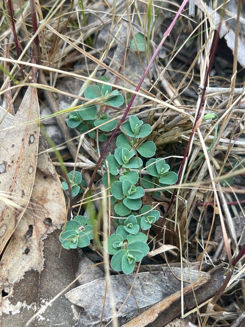 Euphorbia drummondii photo 3