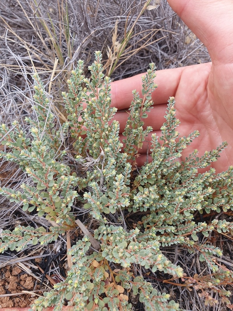 Euphorbia drummondii photo 4