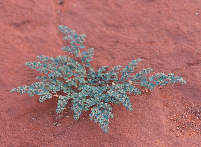 Euphorbia drummondii photo 5