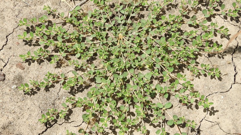 Euphorbia drummondii photo 6