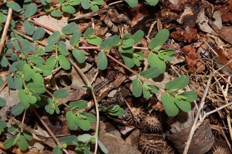 Euphorbia drummondii photo 8