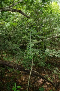 Euphorbia drupifera