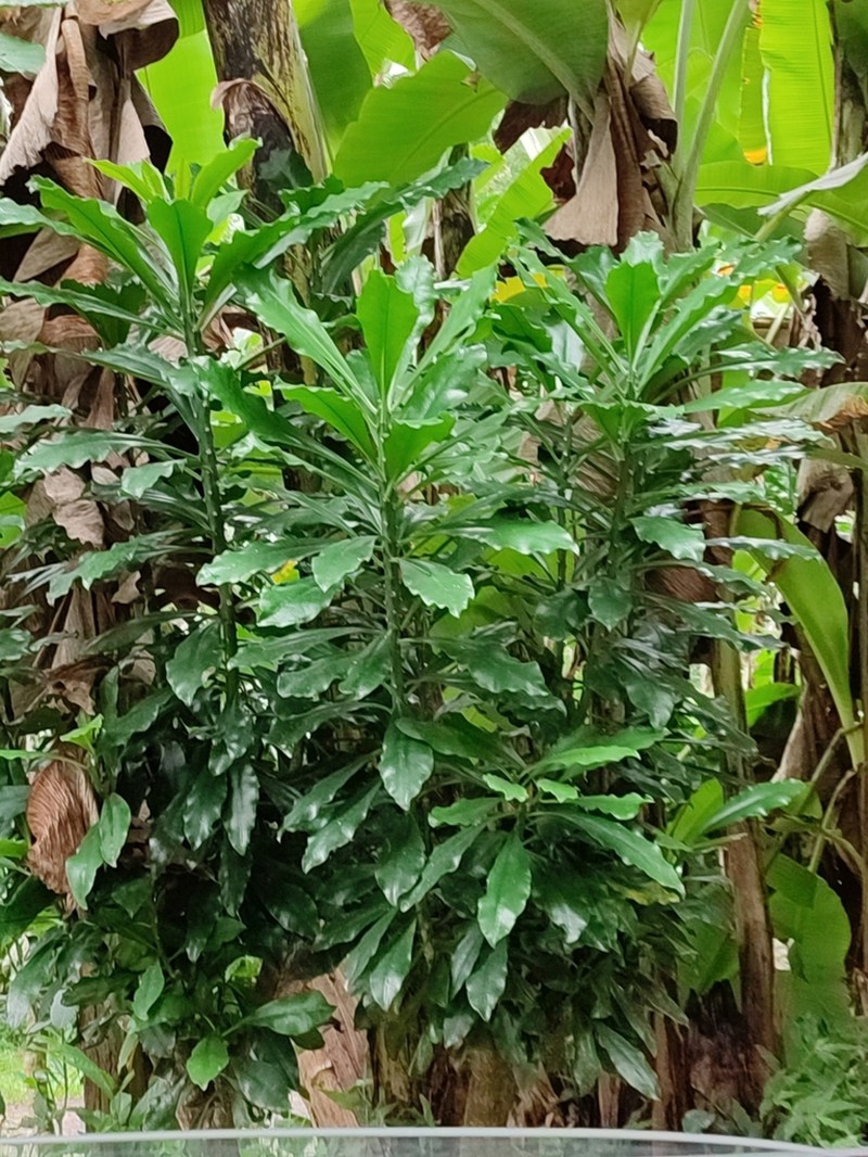 Euphorbia drupifera photo 3