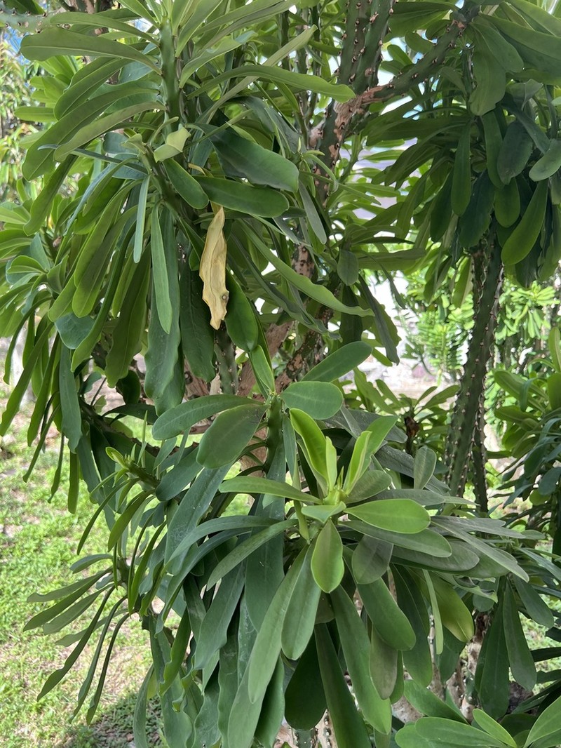 Euphorbia drupifera photo 4