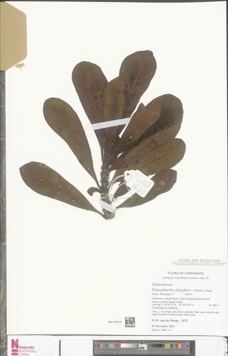 Euphorbia drupifera photo 7