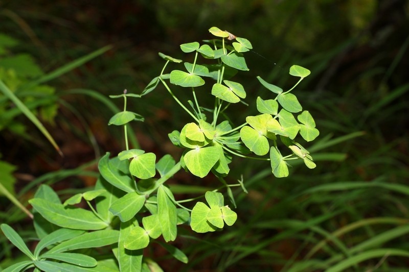 Euphorbia dubovikiae photo 2