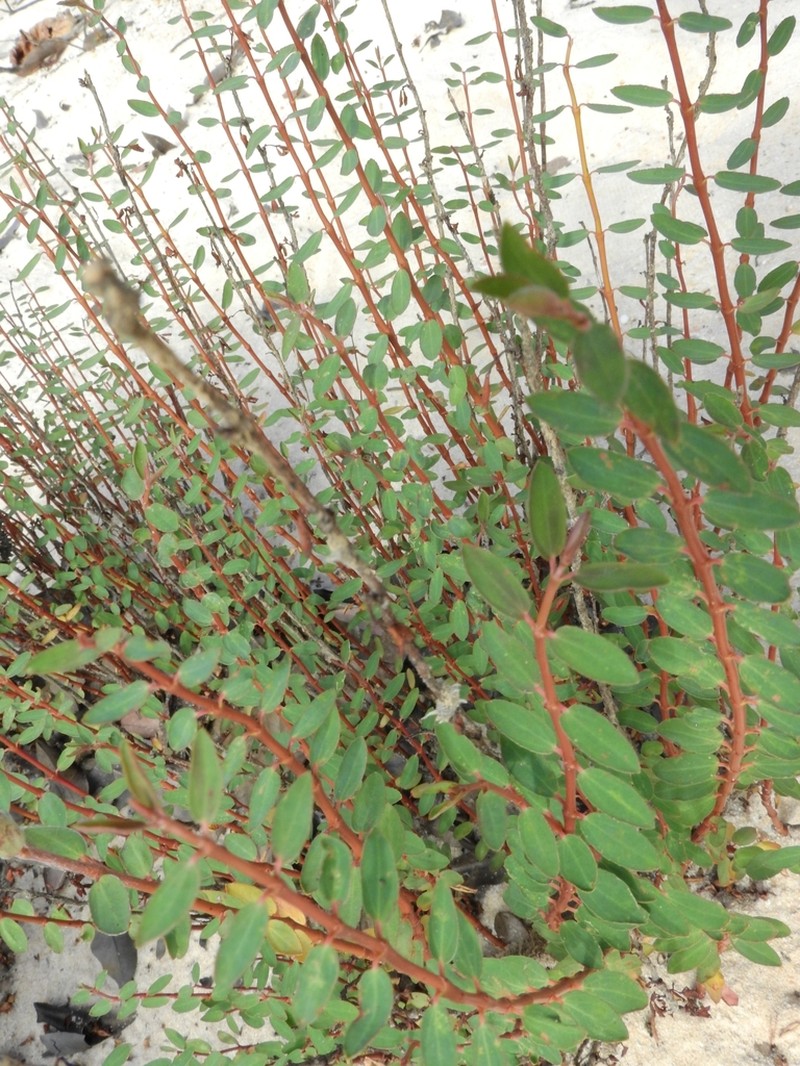 Euphorbia duckei photo 2