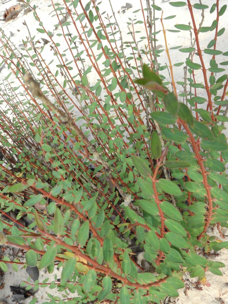 Euphorbia duckei photo 4