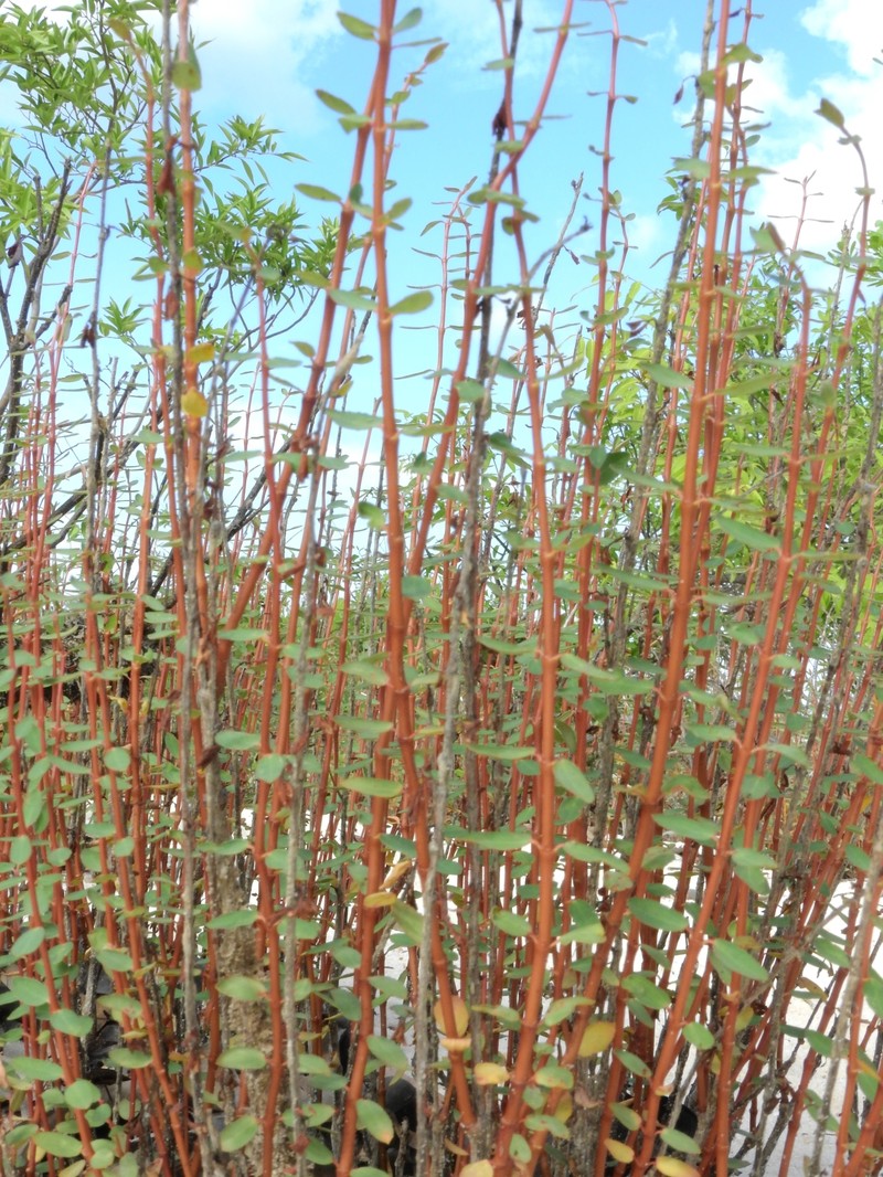 Euphorbia duckei photo 7