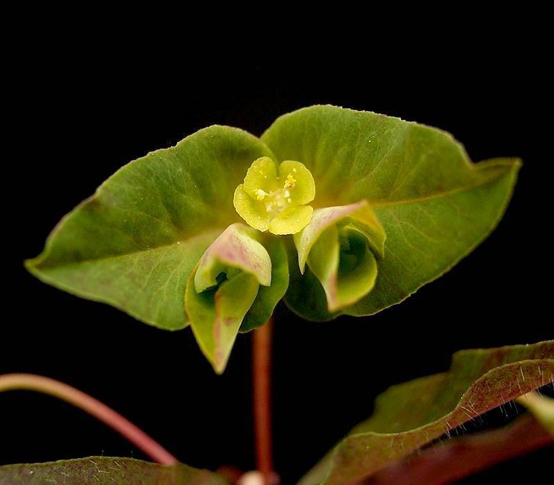 Euphorbia dulcis