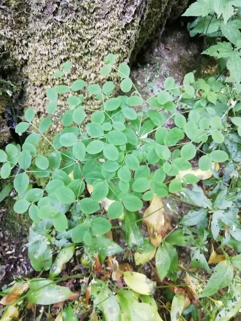 Euphorbia dulcis photo 2
