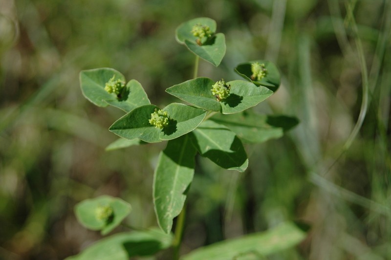 Euphorbia dulcis photo 3