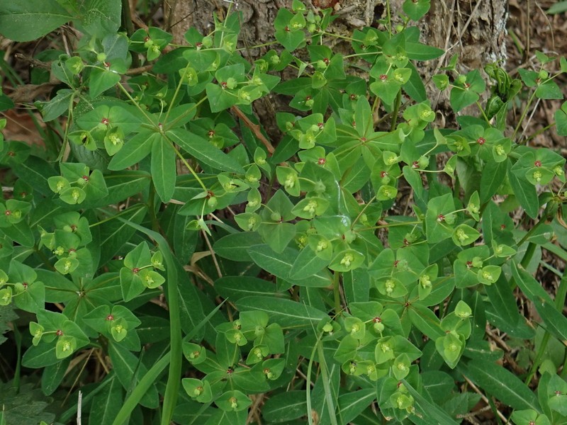 Euphorbia dulcis photo 4