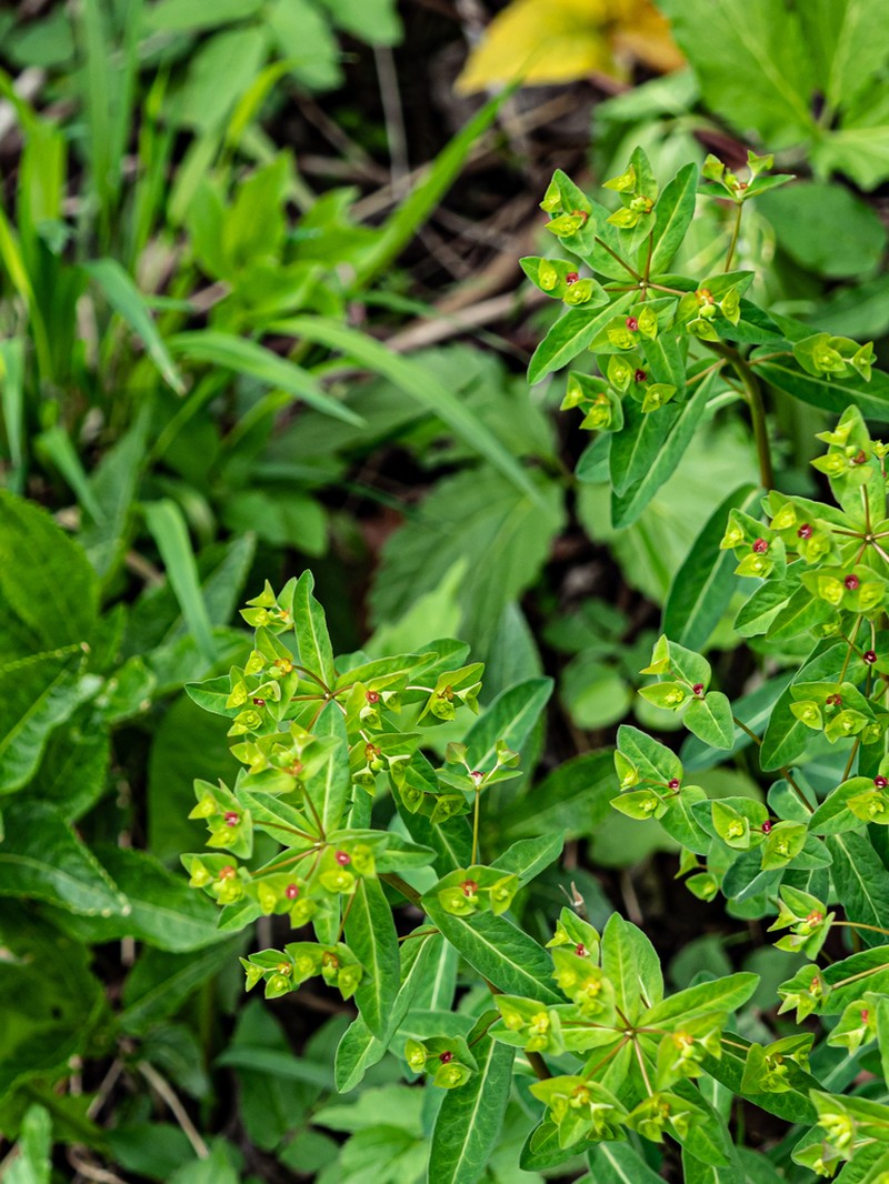 Euphorbia dulcis photo 5