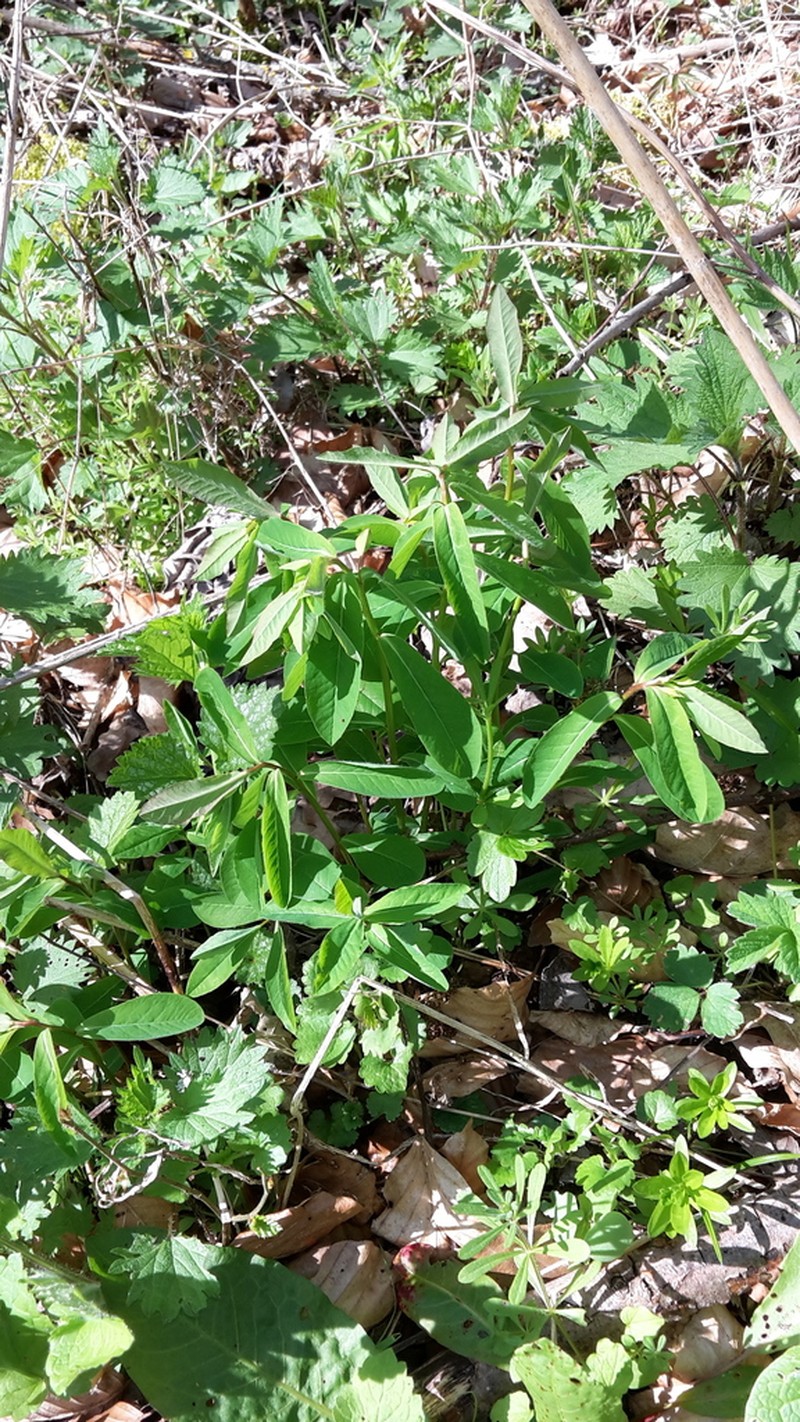 Euphorbia dulcis photo 6