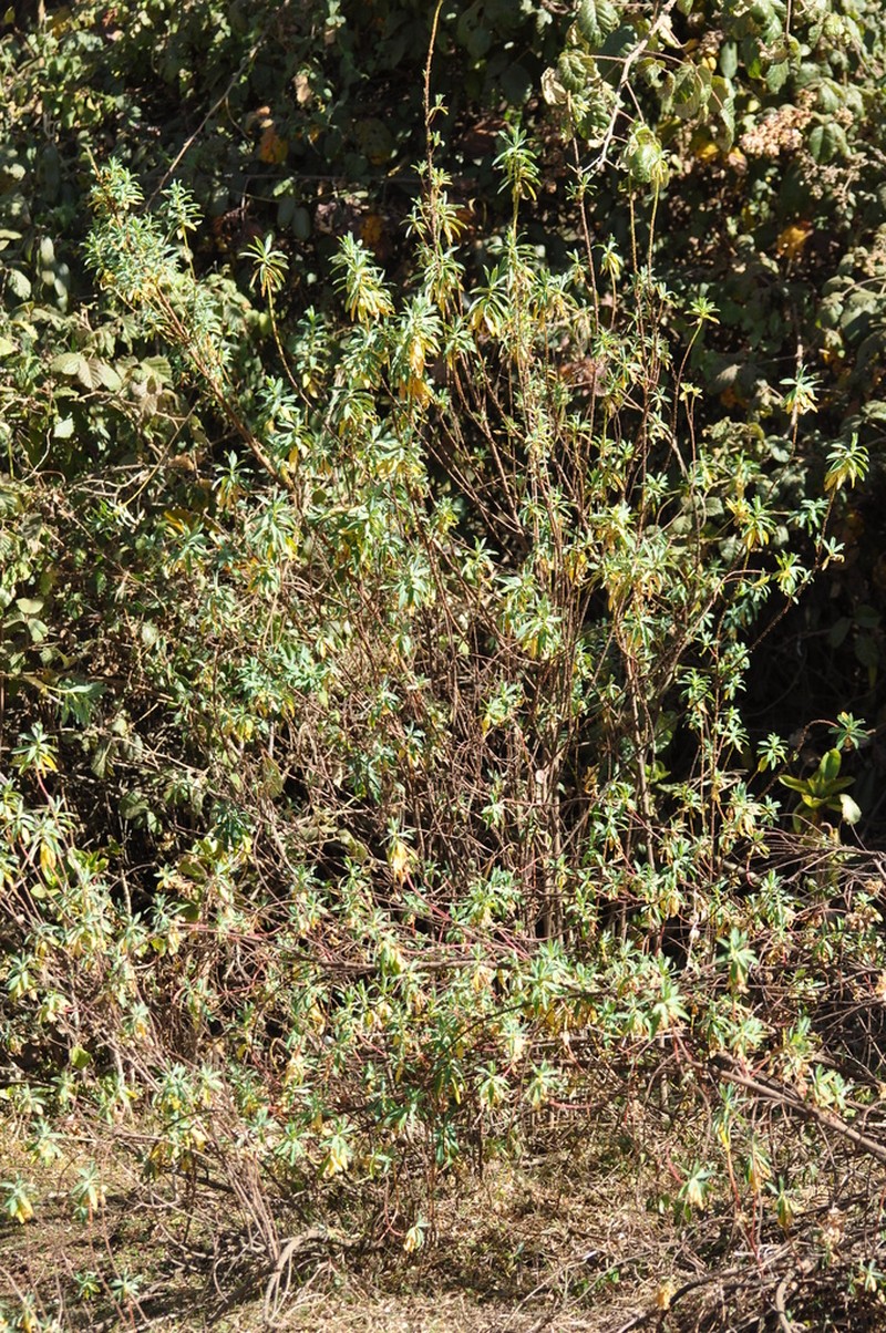 Euphorbia dumalis