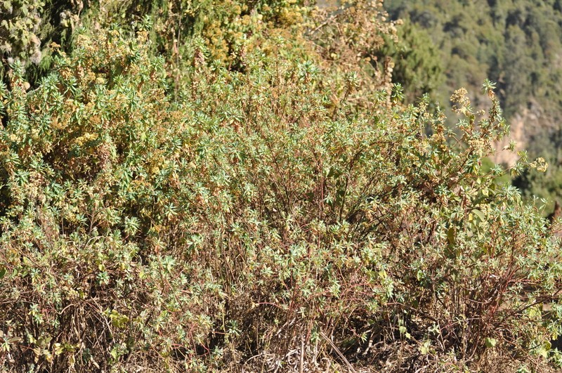 Euphorbia dumalis photo 2