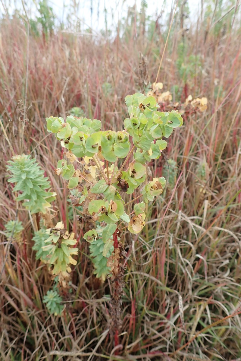 Euphorbia dumalis photo 4