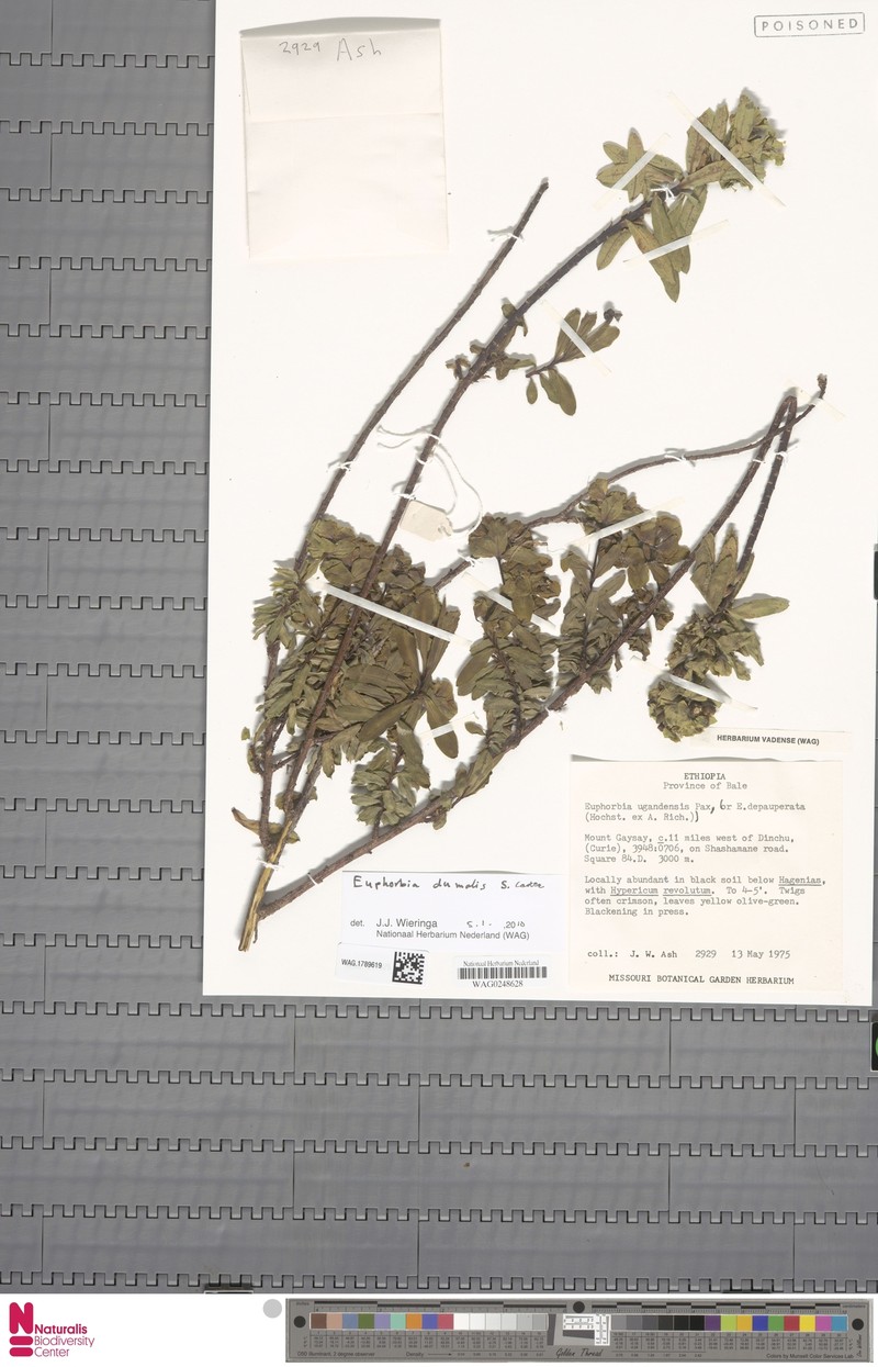 Euphorbia dumalis photo 5