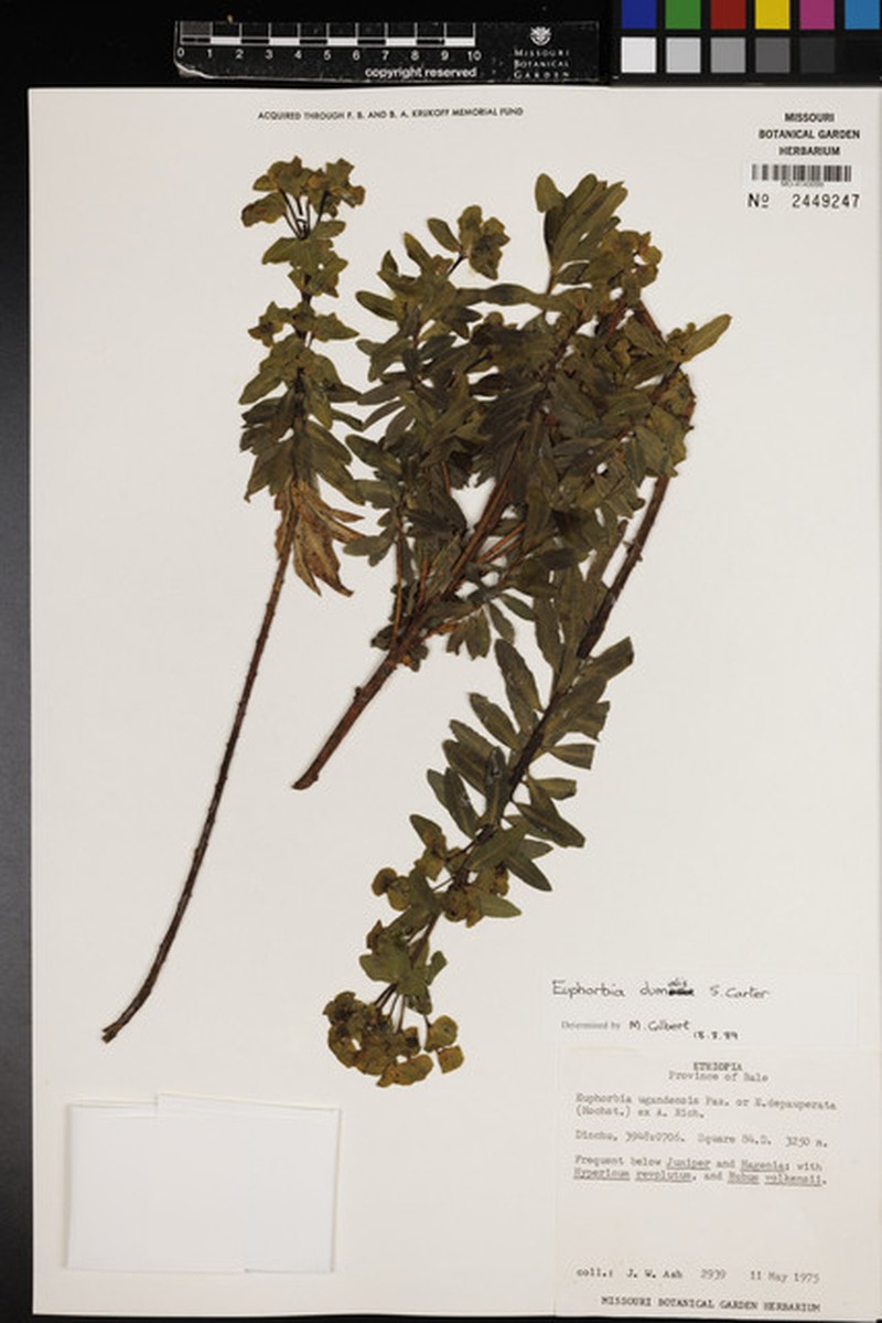 Euphorbia dumalis photo 7
