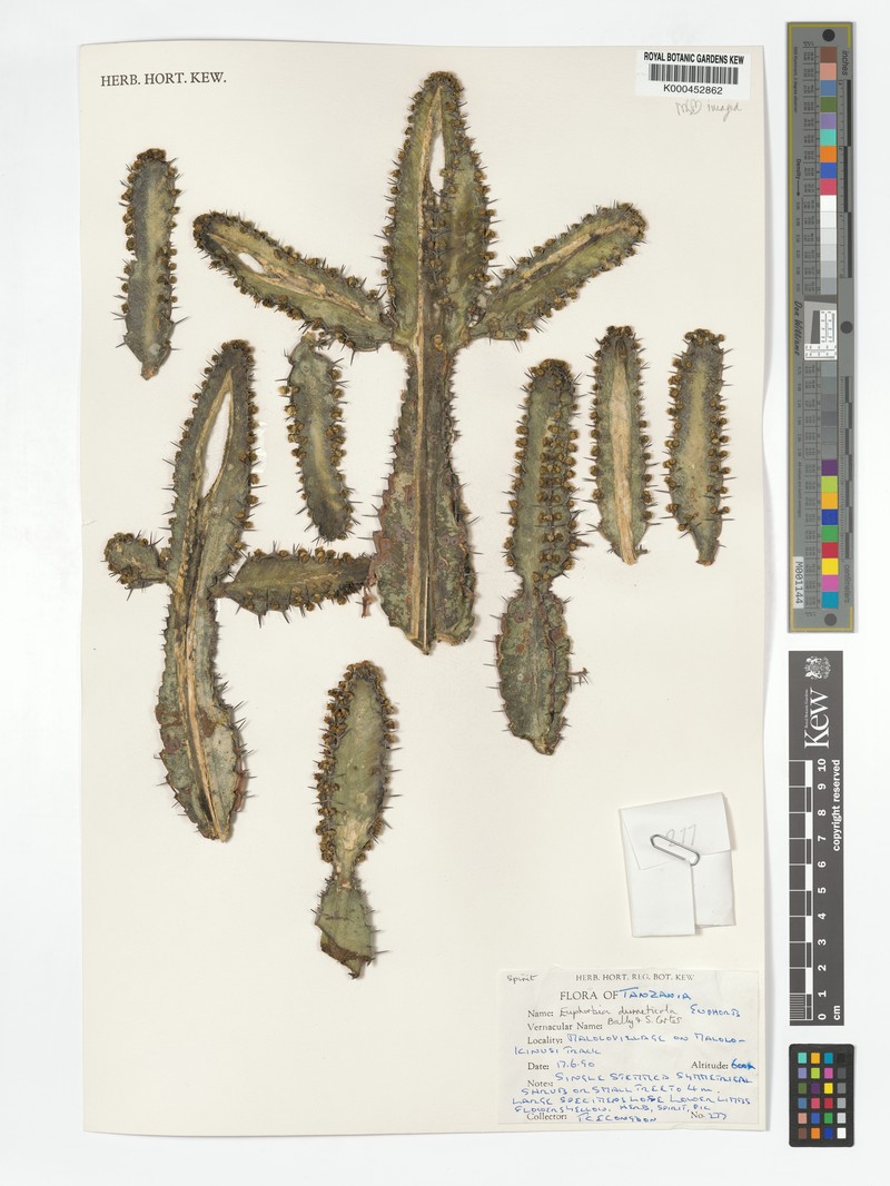 Euphorbia dumeticola