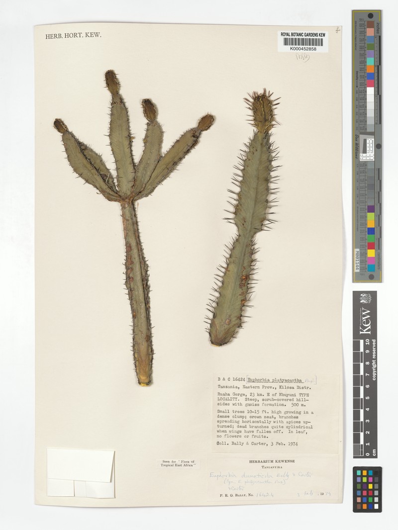 Euphorbia dumeticola photo 2