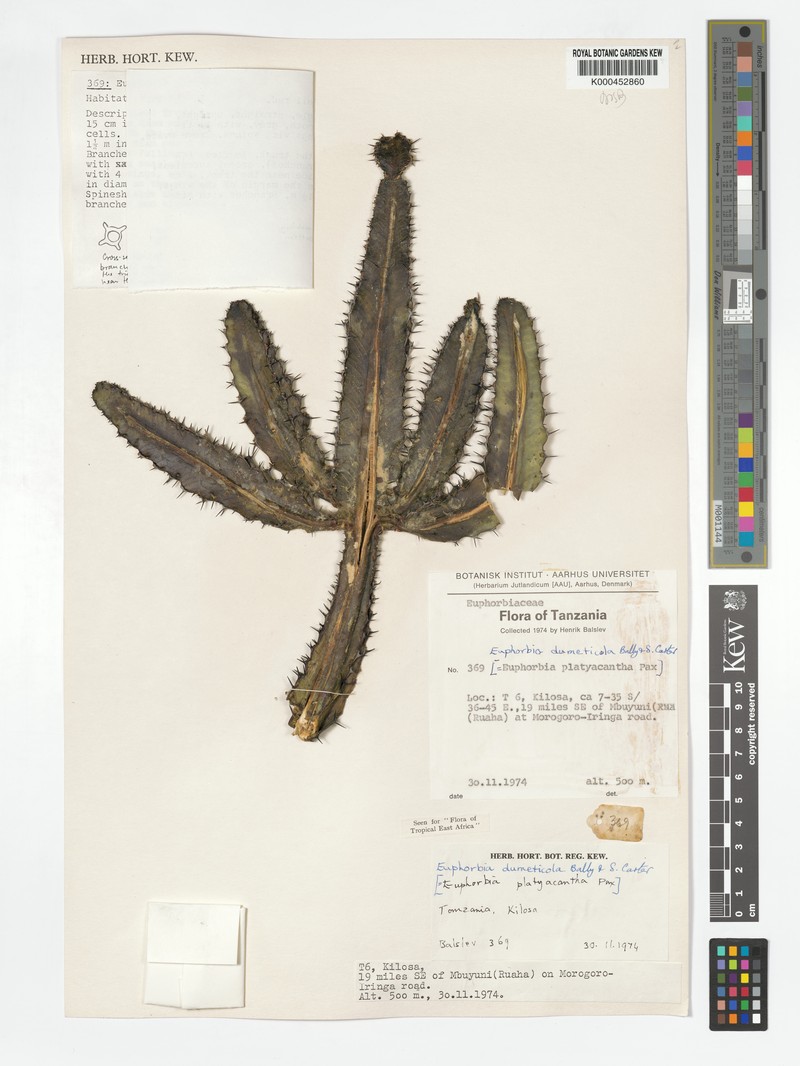 Euphorbia dumeticola photo 4