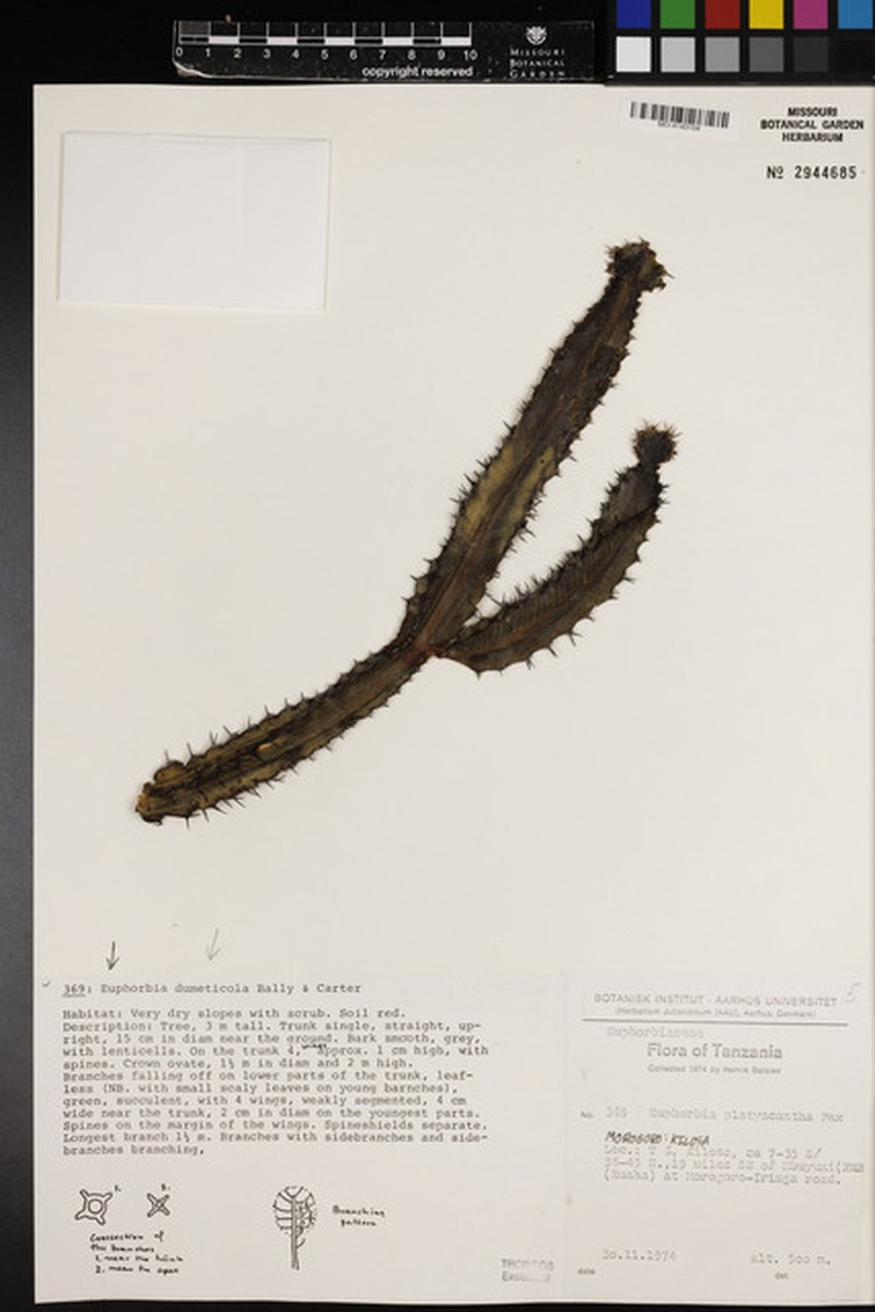 Euphorbia dumeticola photo 6