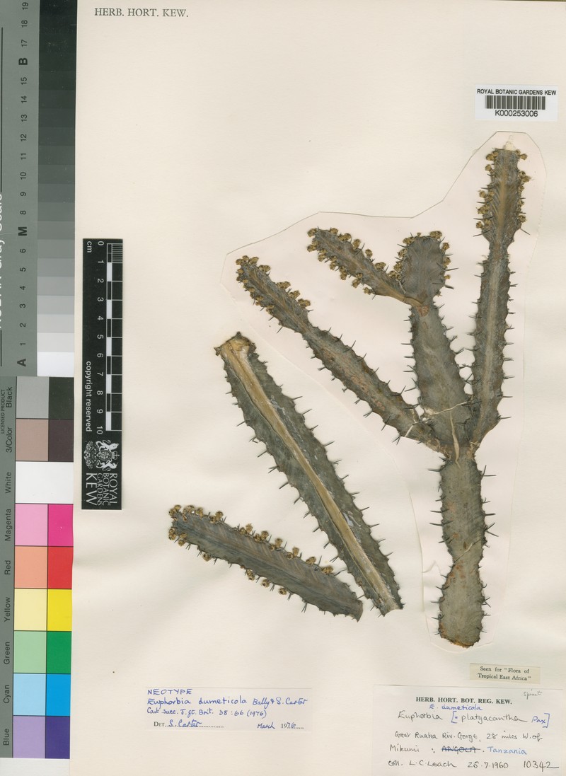 Euphorbia dumeticola photo 8