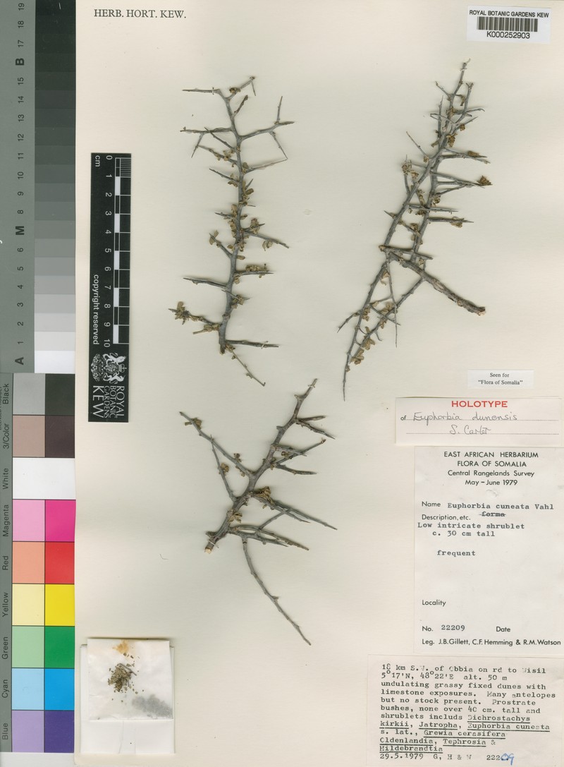 Euphorbia dunensis photo 2