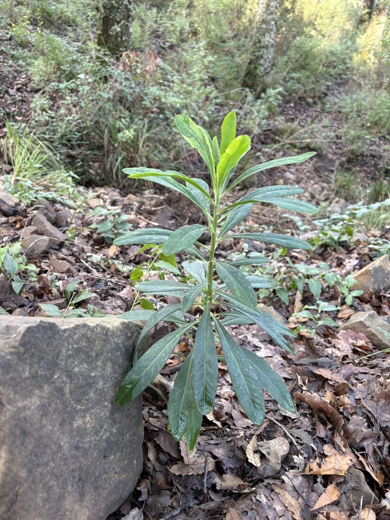 Euphorbia durandoi photo 2
