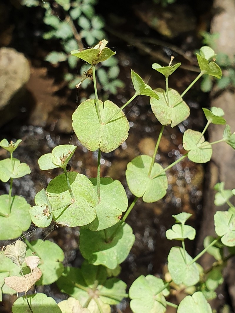 Euphorbia durandoi photo 3