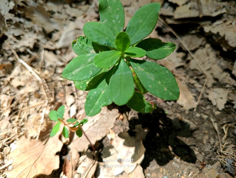 Euphorbia durandoi photo 4