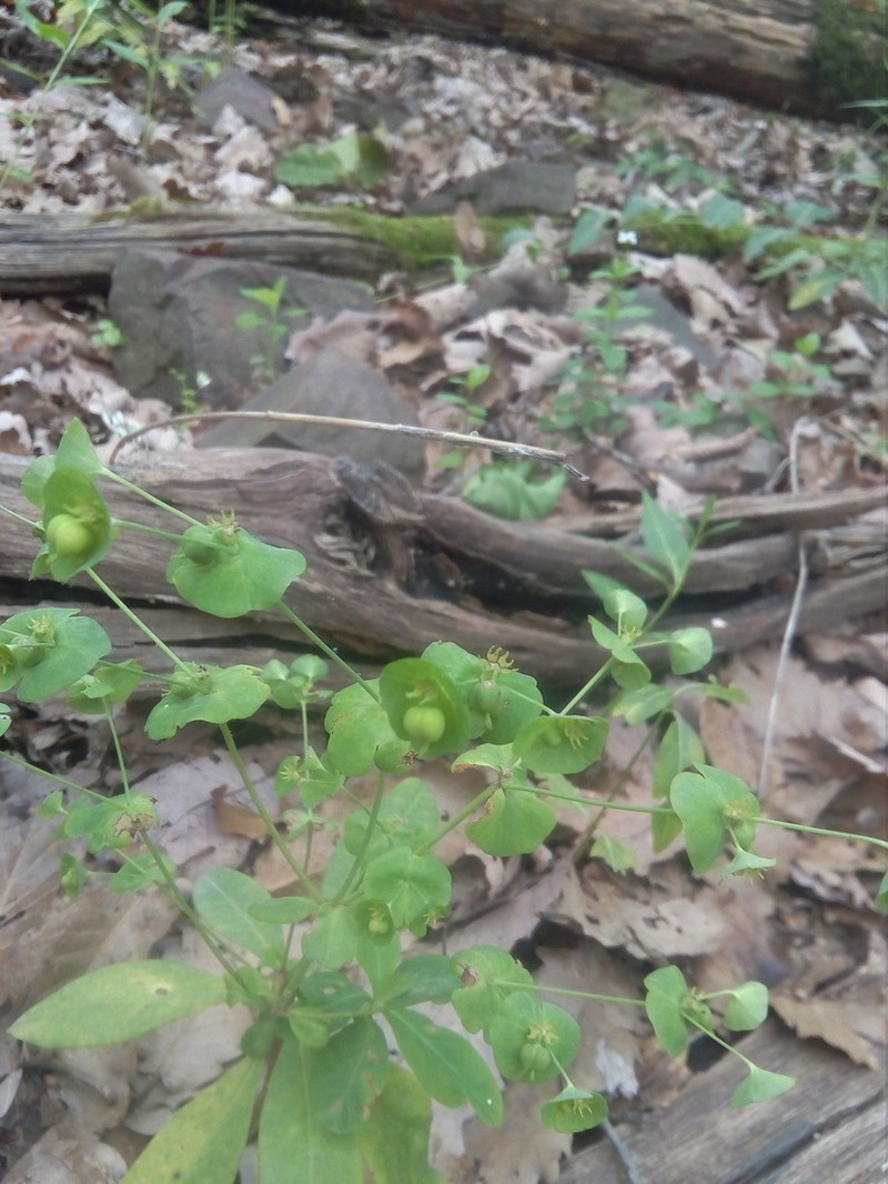 Euphorbia durandoi photo 5