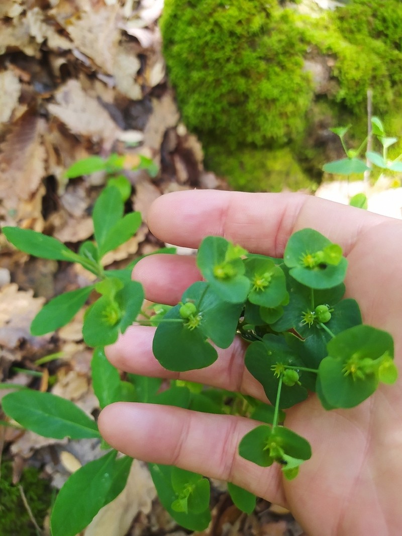 Euphorbia durandoi photo 6