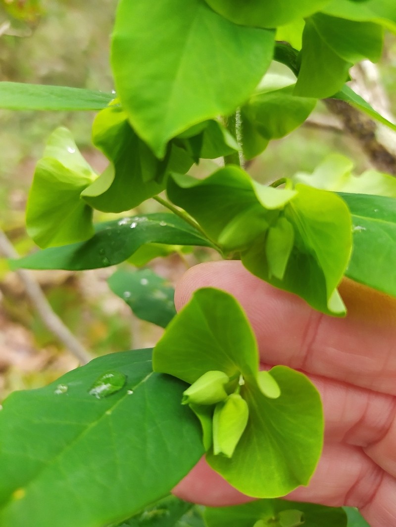 Euphorbia durandoi photo 7