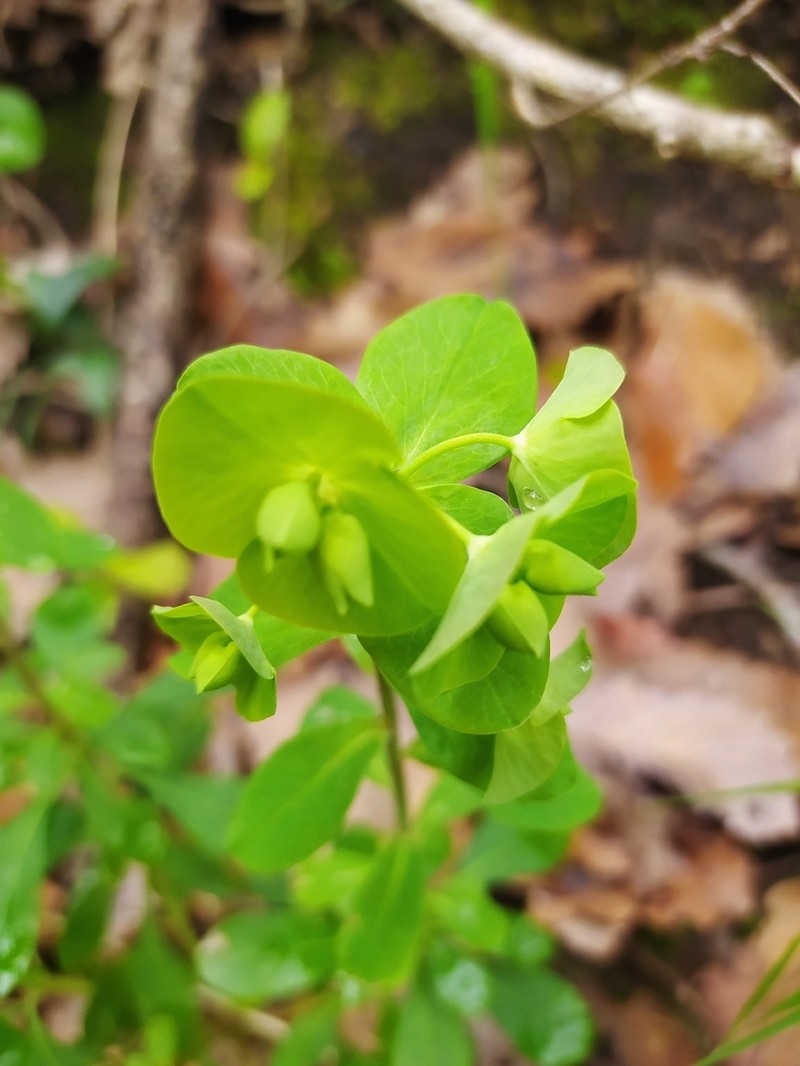 Euphorbia durandoi photo 8