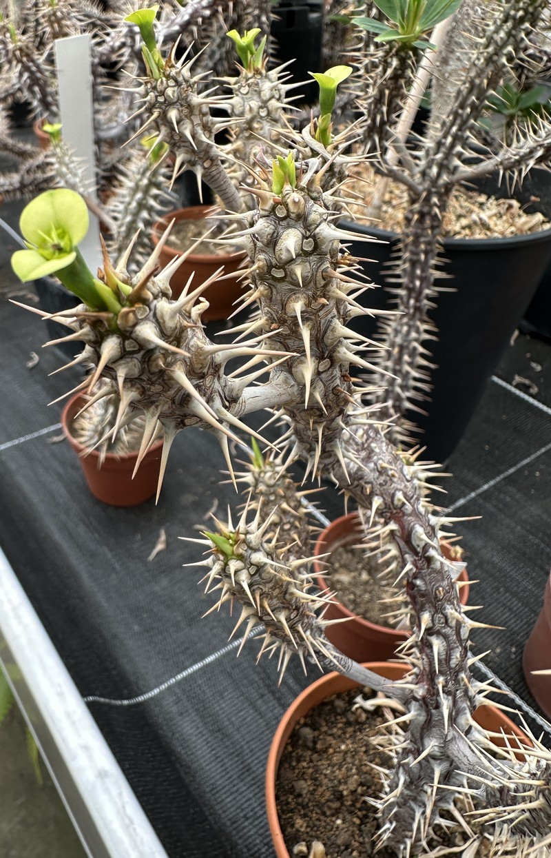 Euphorbia duranii