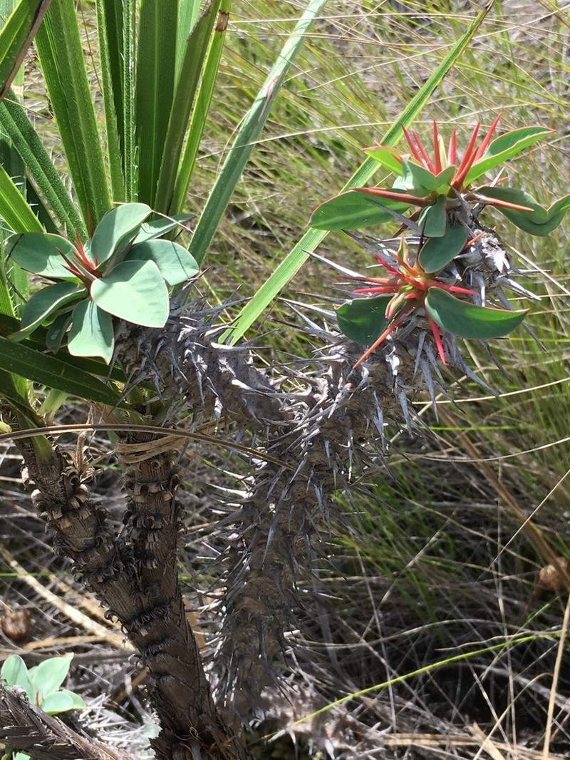 Euphorbia duranii photo 2