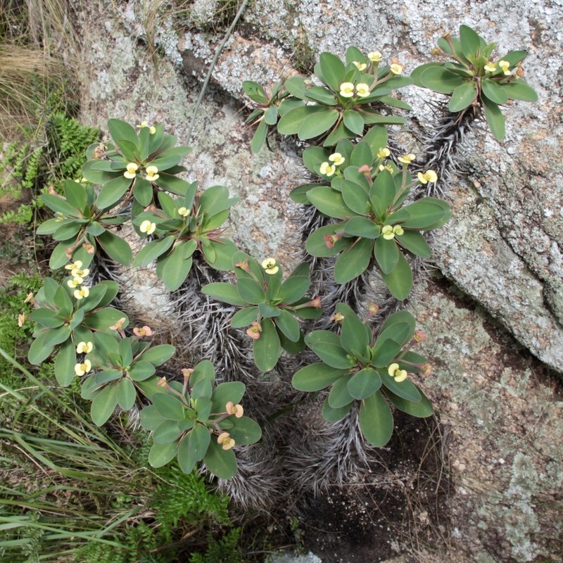 Euphorbia duranii photo 4
